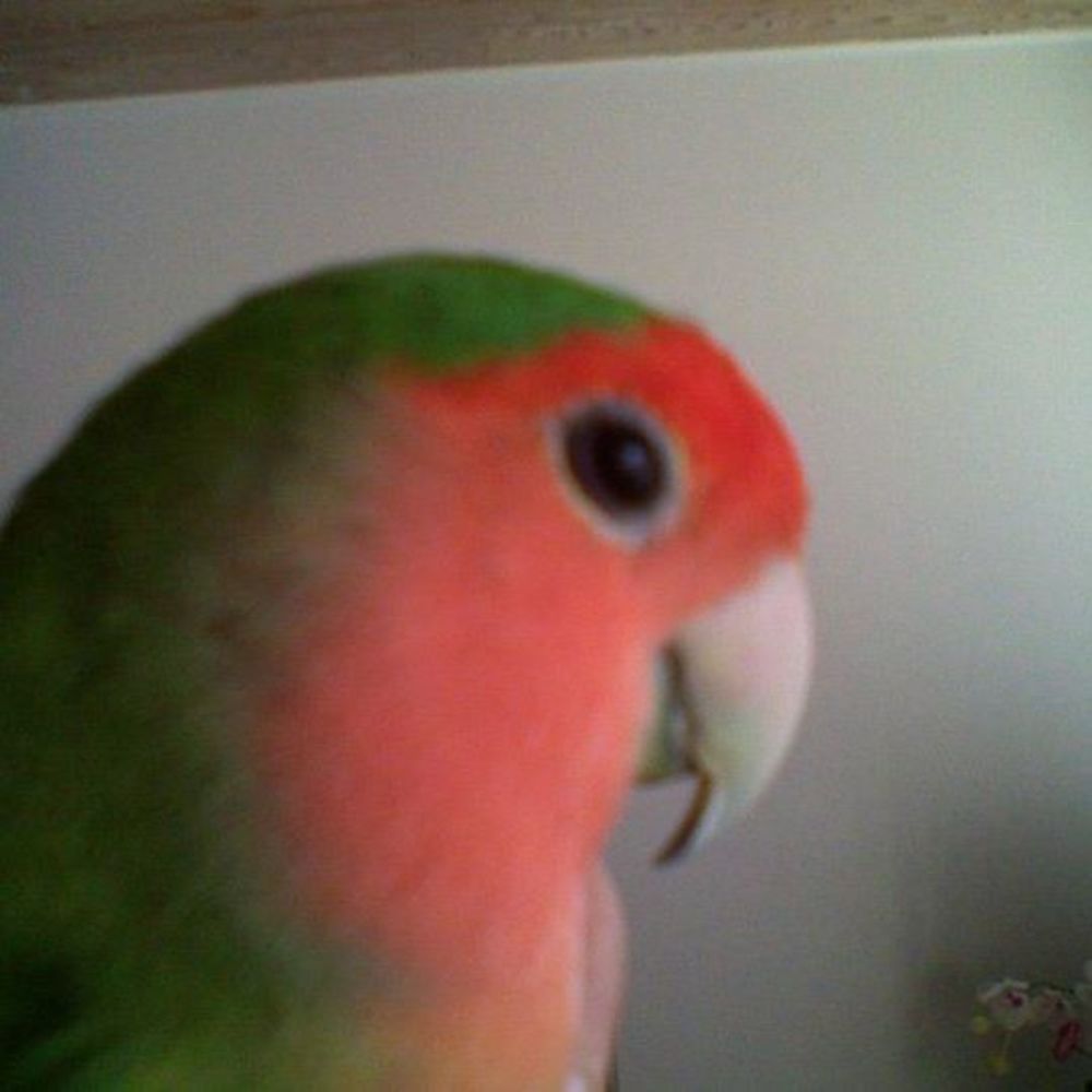 Meet your Posher, Sonny.fl